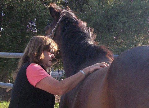Benefits of Equine Massage